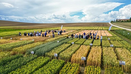 Giornata in Campo a Tolentino, in collaborazione con Barilla