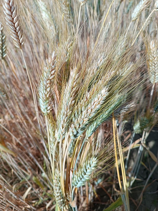 Marasca