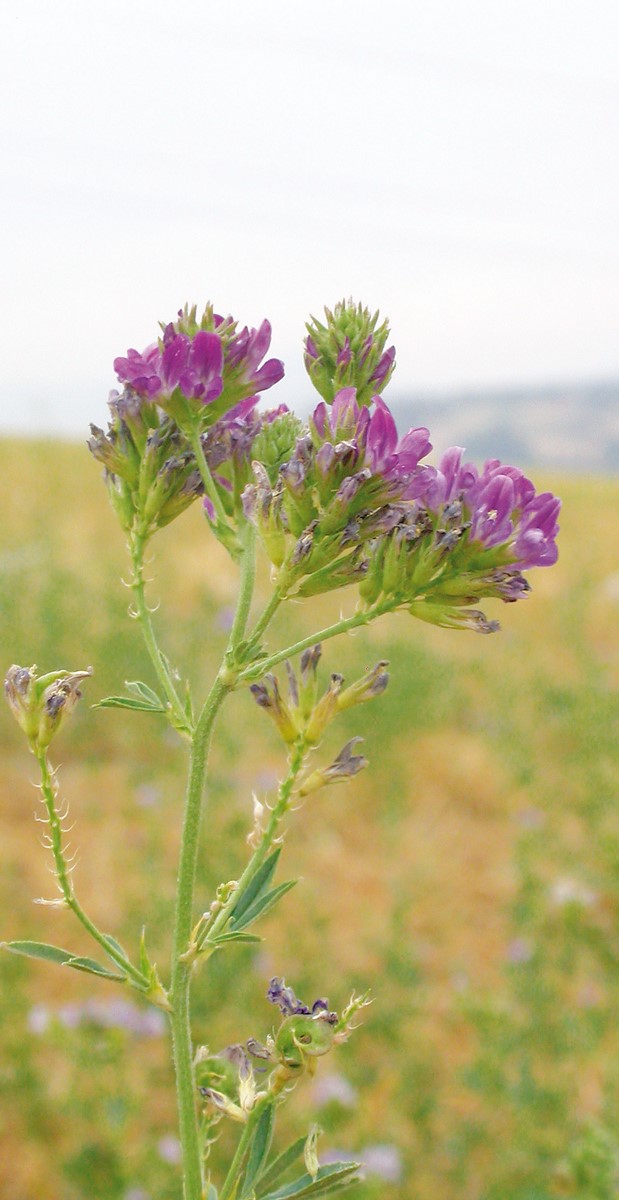 ITACA - Sementi foraggere di erba medica PSB