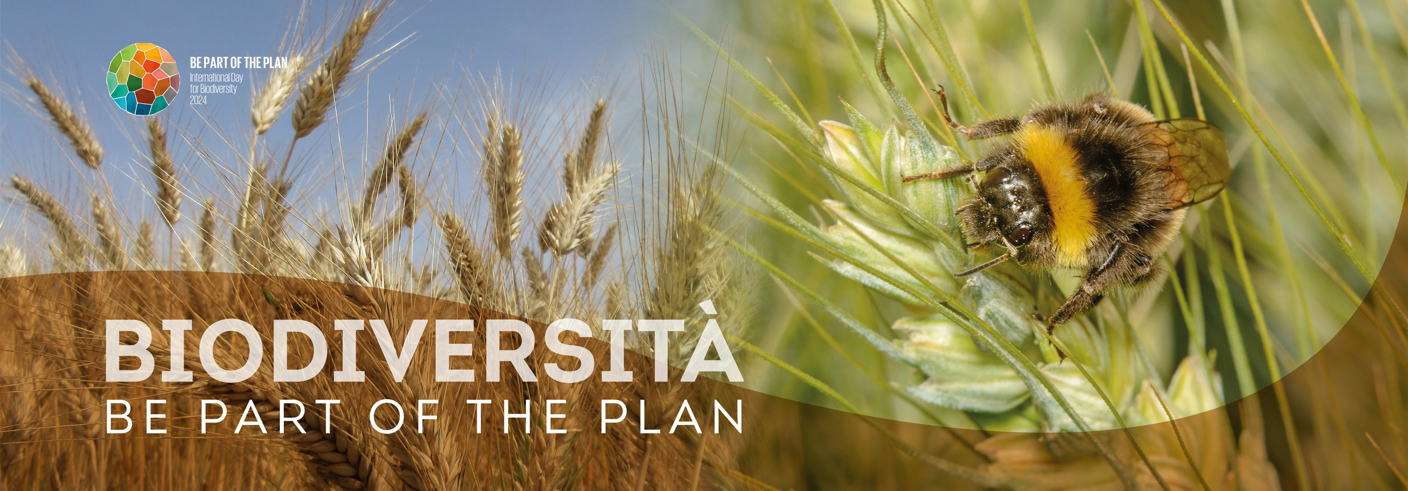 Semi Certificati - Psb Sementi